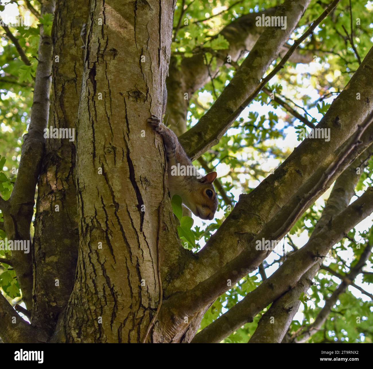 Ein graues Eichhörnchen, das hinter dem Stamm eines Baumes mit seiner Pfote nach der Rinde blickt. Stockfoto