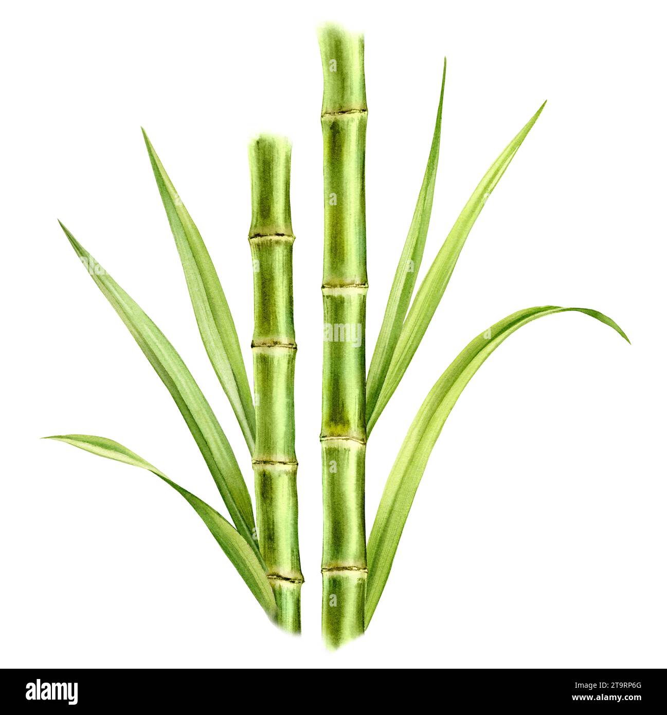 Bambusstämme und Blätter in Aquarellfarben. Komposition mit Grün. Realistische botanische Illustration mit frischer Bambuspflanze. Handgezeichnetes Poster Stockfoto