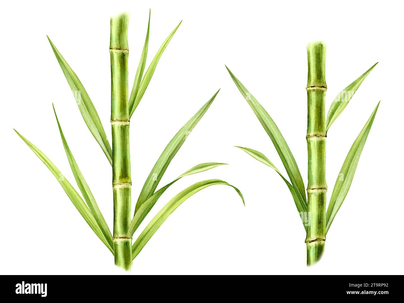 Bambuspflanzen mit Aquarellen. Set aus zwei Stielen und Blättern. Komposition mit frischem Grün. Realistische botanische Illustration für Verpackungen. Handgezeichnet Stockfoto