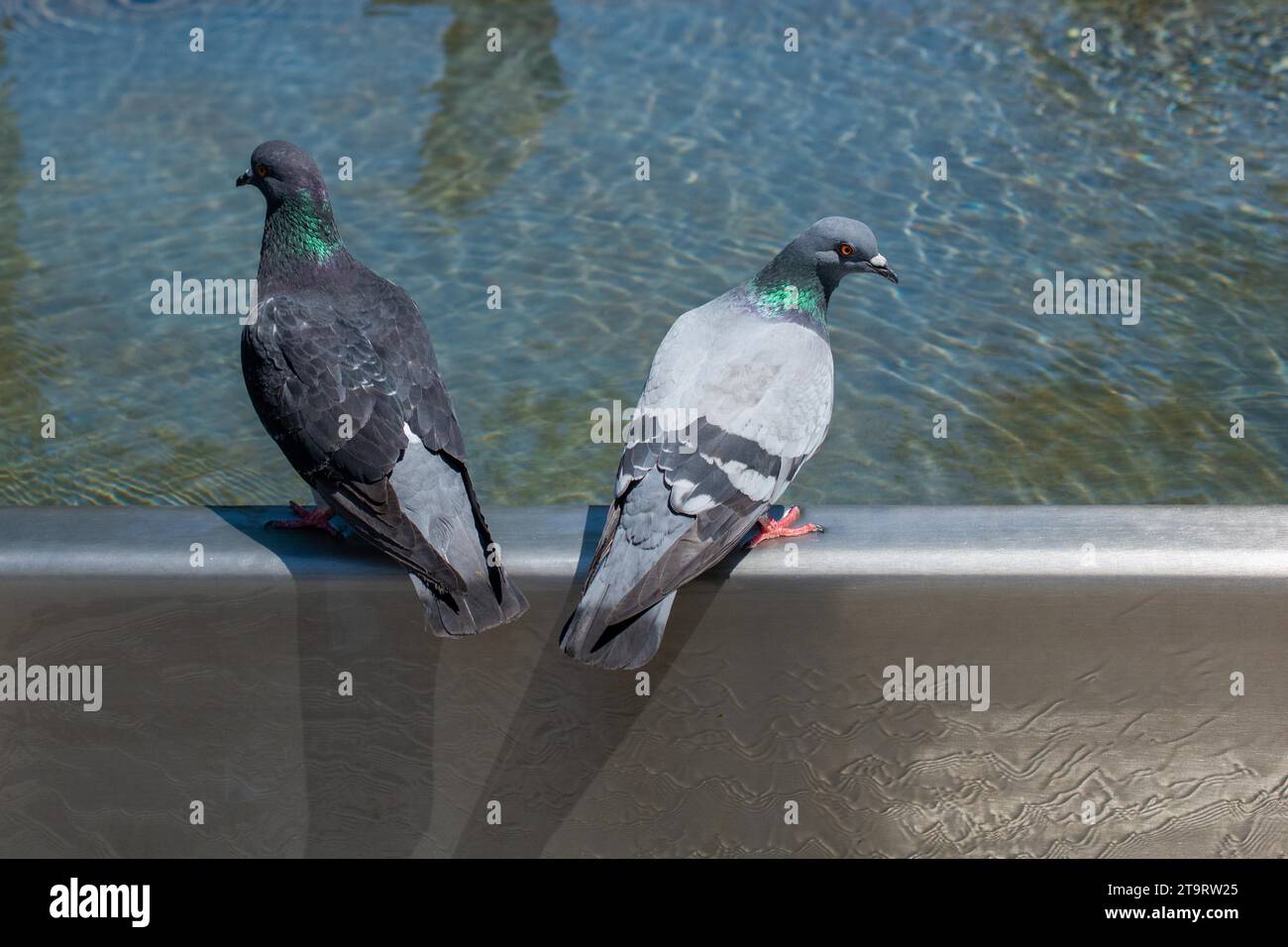 Durstige Tauben trinken Wasser an einem heißen Tag am Brunnen Stockfoto