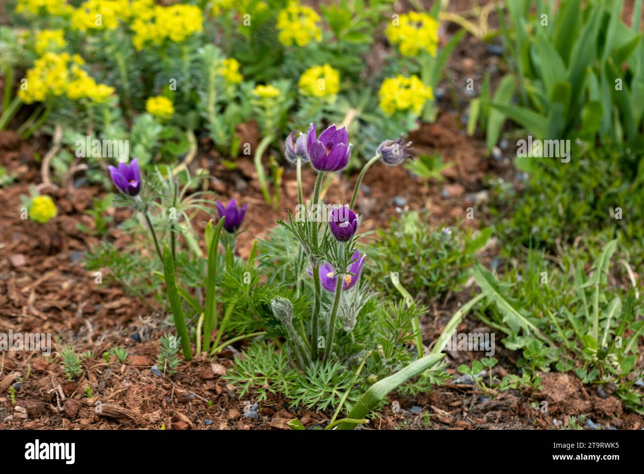 Im Frühling blüht die Pulsatilla vulgaris im Garten rot Stockfoto