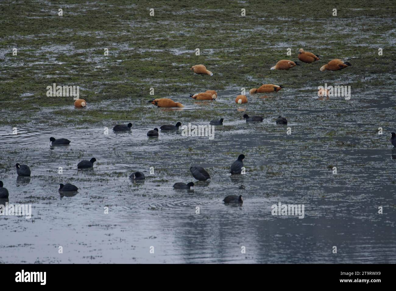 Winterseeentwässerung als kommunale Maßnahme zur Seesanierung, Wasservögel, Ruddy-Schutzengel, Huhn, Wasserqualität, kommunale Verwaltung Stockfoto