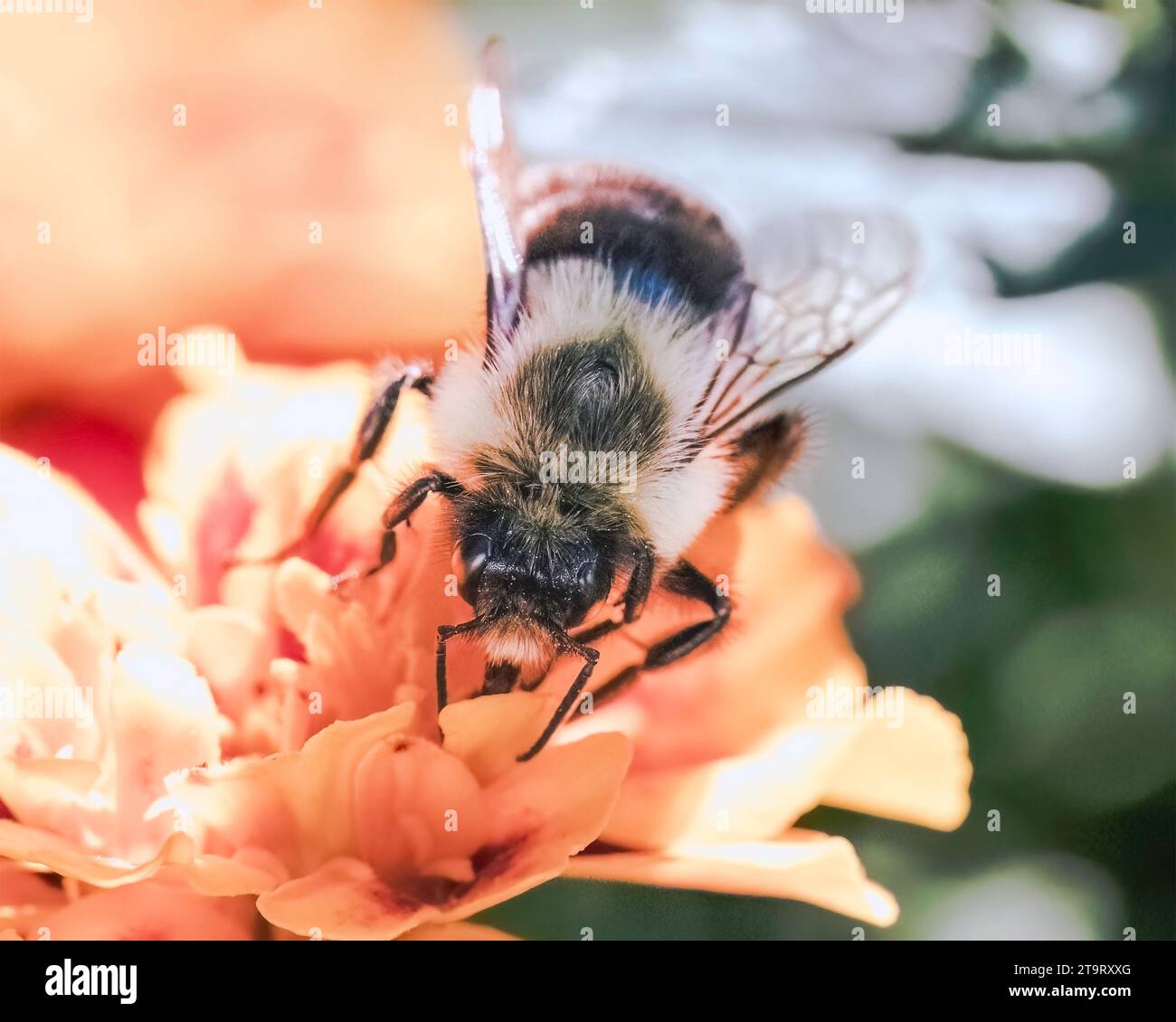 Frontalansicht eines männlichen Common Eastern Humble Bee Bombus lässt sich mit seiner Proboscis-Zunge von einer herbstorangen Ringelblume ernähren. Stockfoto