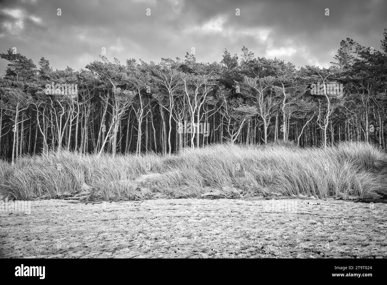 Kiefernwald am Strand auf dem Darss in Schwarz-weiß. Weißer Sand am Weststrand. Bewölkter Himmel. Querformat Stockfoto