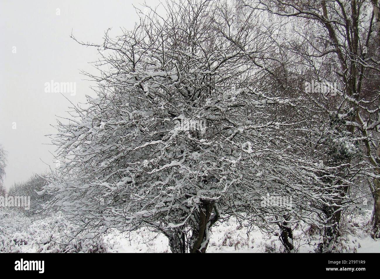 New Forest Hampshire, Hants uk, i2010 nach einem Schneefall. Landschaften, Ponys, Rinder, Schweine, Schafe, Hirsch, South West Trains, Wilts und Dorset Busse Stockfoto