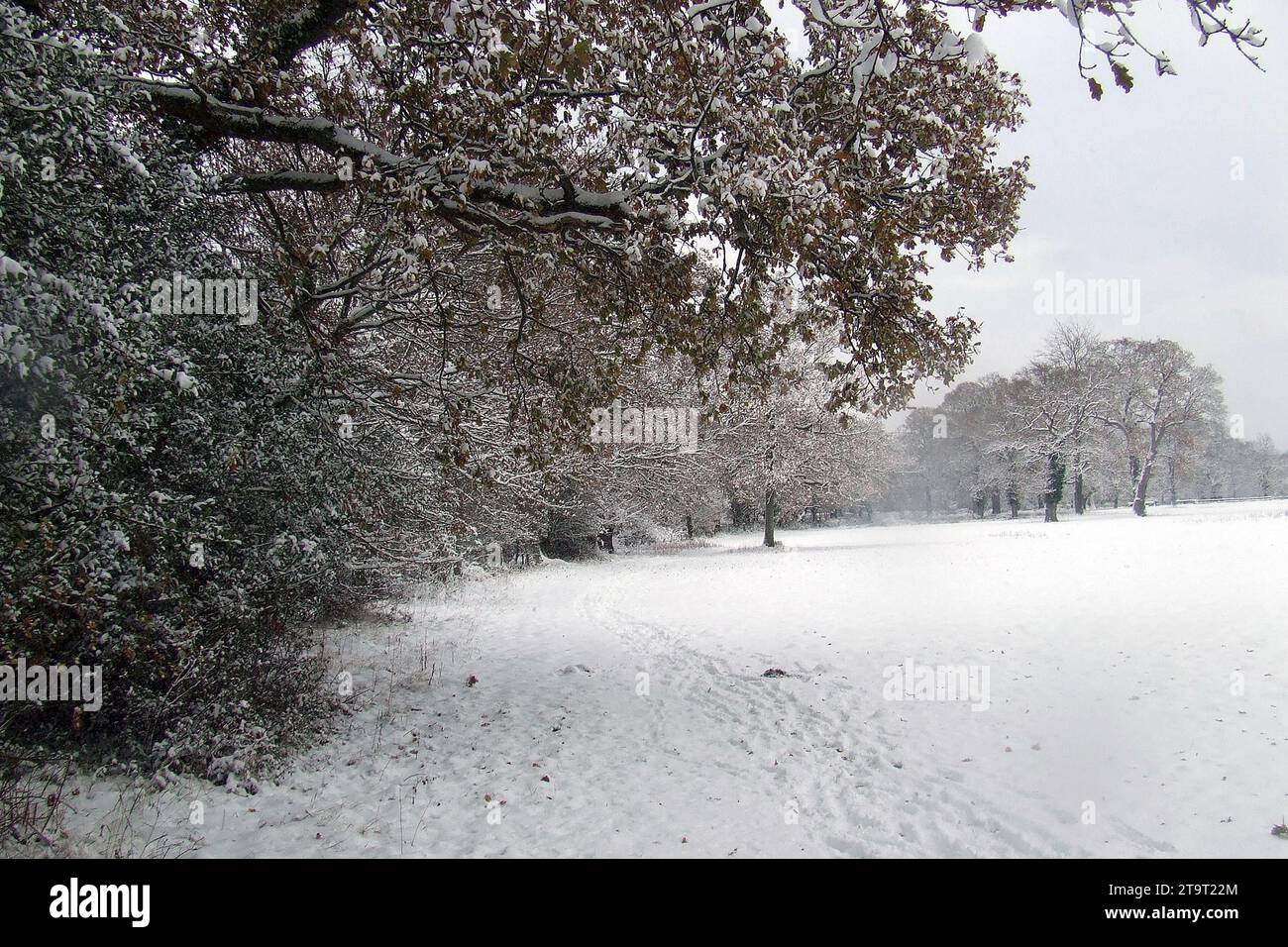 New Forest Hampshire, Hants uk, i2010 nach einem Schneefall. Landschaften, Ponys, Rinder, Schweine, Schafe, Hirsch, South West Trains, Wilts und Dorset Busse Stockfoto