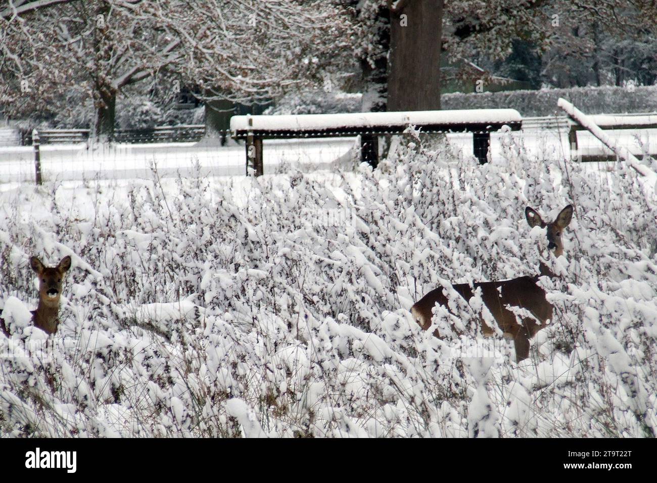 New Forest Hampshire, Hants uk, i2010 nach einem Schneefall. Landschaften, Ponys, Rinder, Schweine, Schafe, Hirsch, South West Trains, Wilts und Dorset Busse Stockfoto