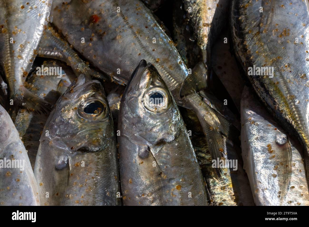 Rastrelliger Kanagurta oder indische Makrele frisch gefangen und auf dem Negombo Fish Market ausgestellt. Stockfoto