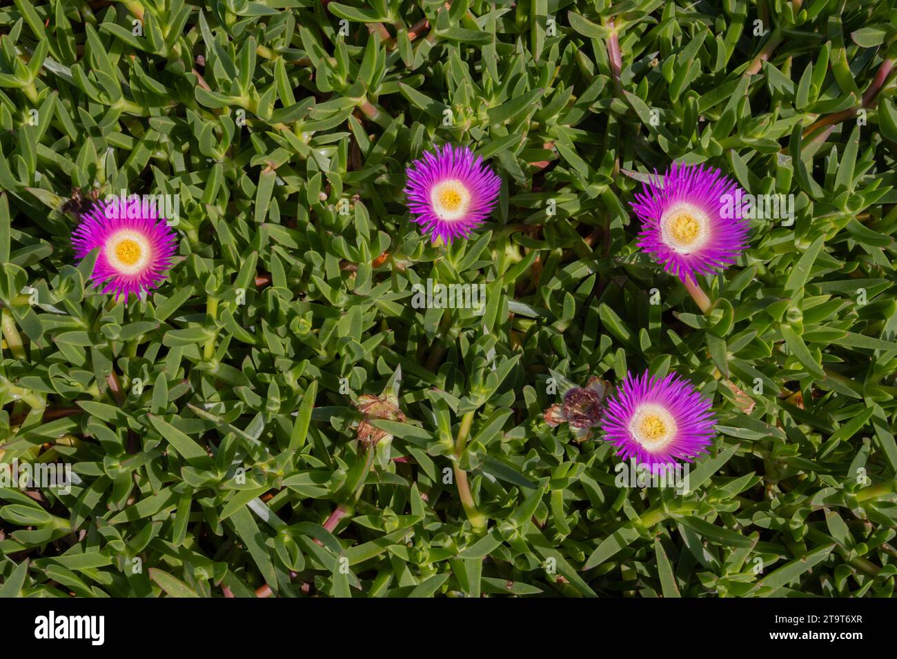 Rosafarbene Blüten einer hottentotischen Schweineblume, auch Carpobrotus edulis genannt, Eispflanze oder Schweinefleisch Stockfoto