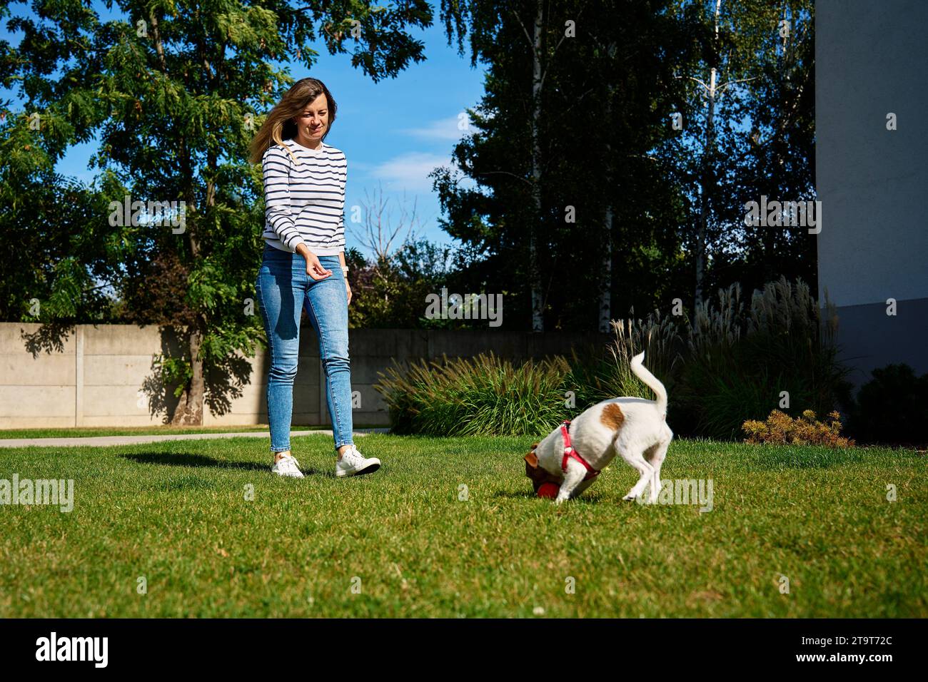 Aktiver Hund, der am Sommertag mit Spielball auf grünem Gras spielt. Weibliche Besitzerin mit Haustier. Freundschaft zwischen Tier und Mensch. Stockfoto