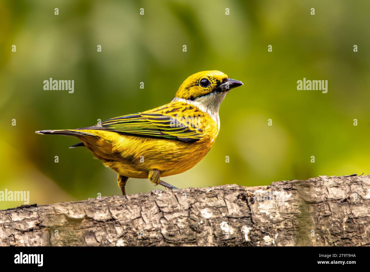 Silver-throated Tanager Stockfoto