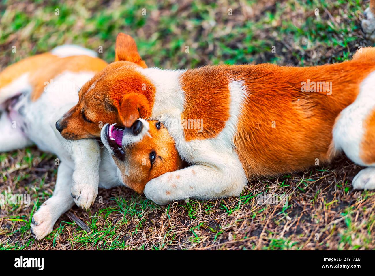 Welpen von einem indischen Straßenhund, der miteinander spielt. Stockfoto