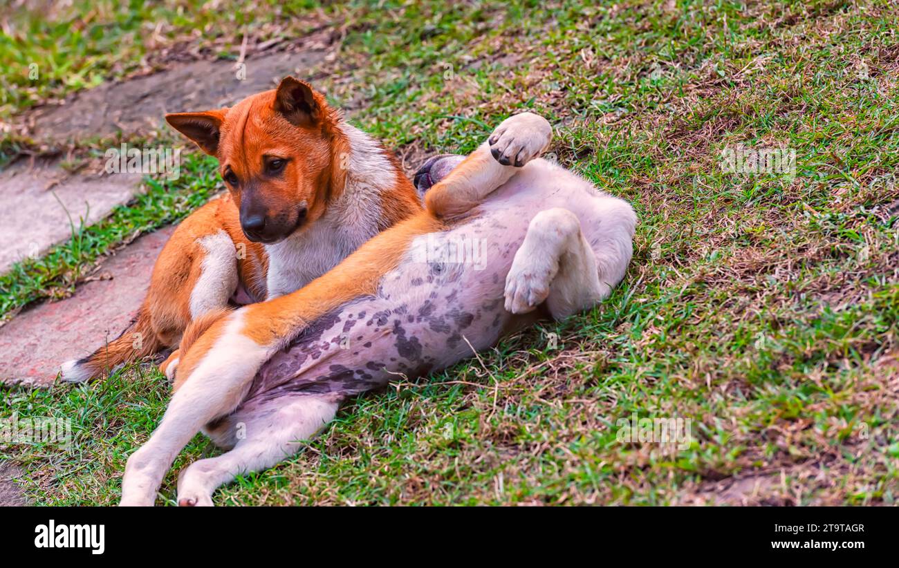Welpen von einem indischen Straßenhund, der miteinander spielt. Stockfoto