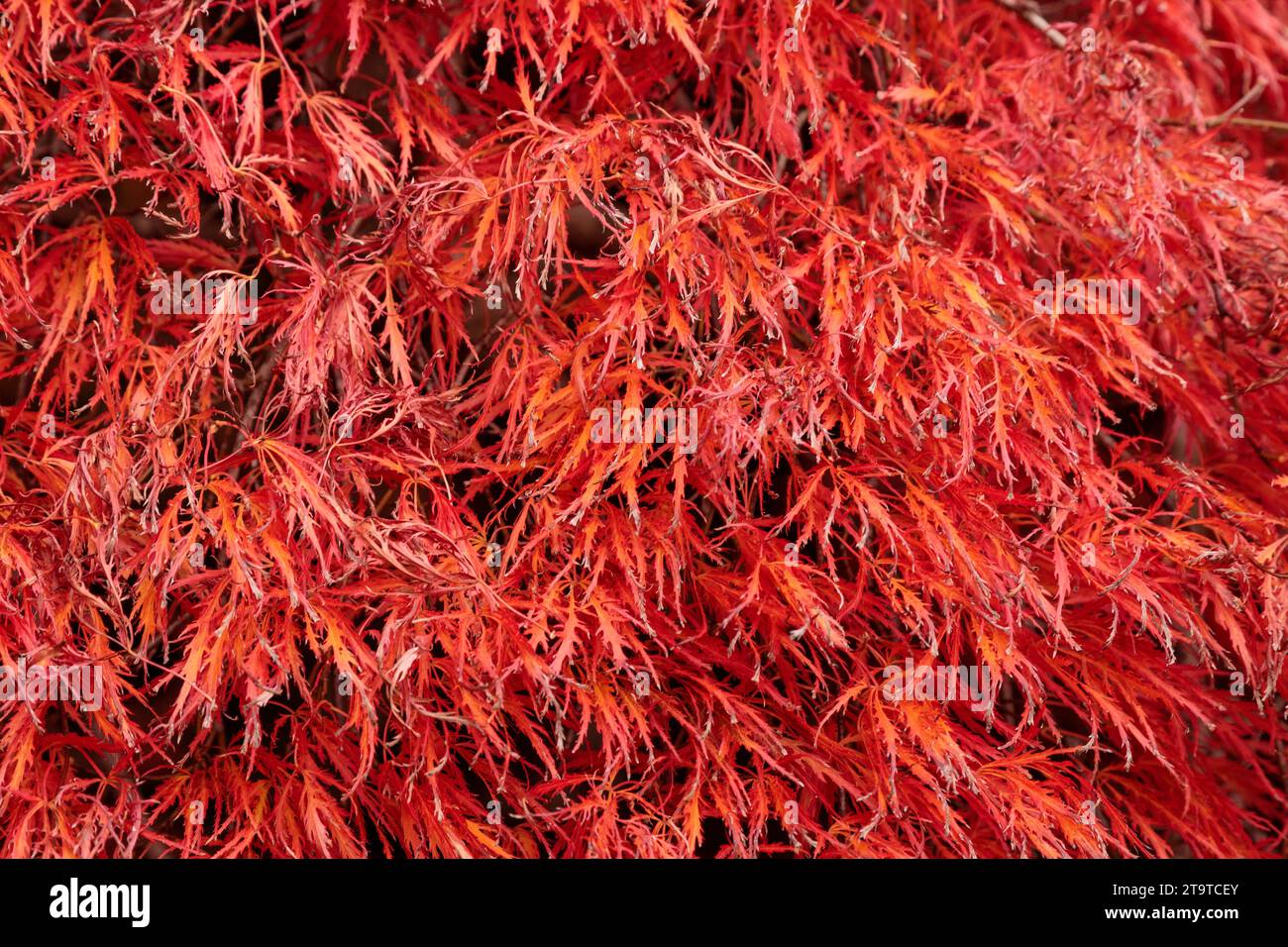 Acer-Blätter in Herbstfarben Stockfoto