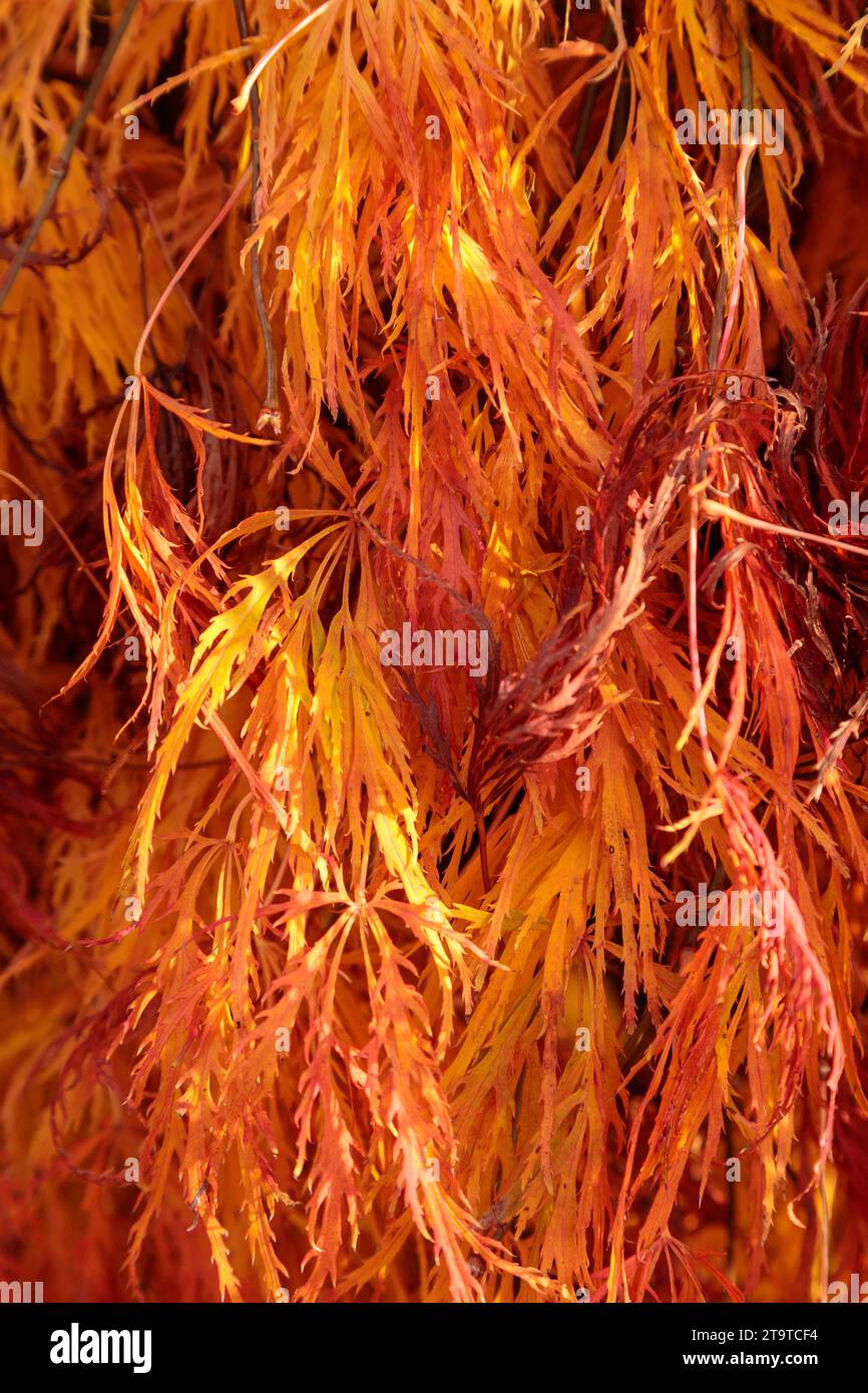 Acer-Blätter in Herbstfarben Stockfoto