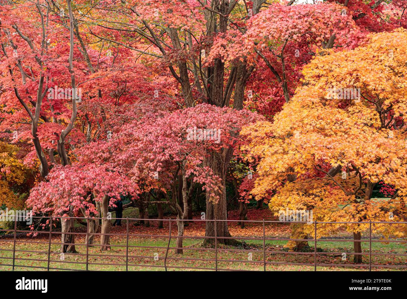 Acer-Bäume in wunderschönen herbstlichen Farben Stockfoto