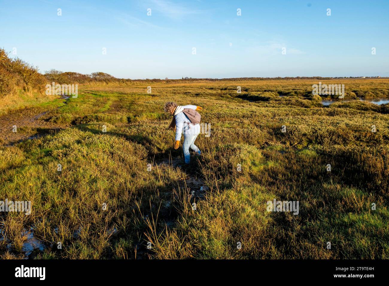 Spaziergänger auf einem schlammigen Spaziergang durch das Naturschutzgebiet Pagham Harbour RSPB bei Ebbe an einem Herbstnachmittag, West Sussex, England Großbritannien Stockfoto