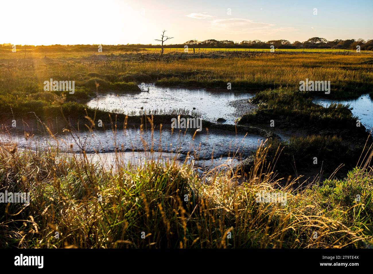 Pagham Harbour RSPB Naturschutzgebiet bei Ebbe an einem Herbstnachmittag, West Sussex, England Großbritannien Stockfoto