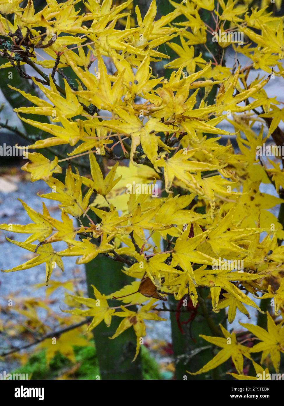 Wunderschönes Acer Palmatum „Okushimo“ (japanischer Ahorn). Natürliche Nahaufnahme, halb-abstraktes Pflanzenporträt Stockfoto