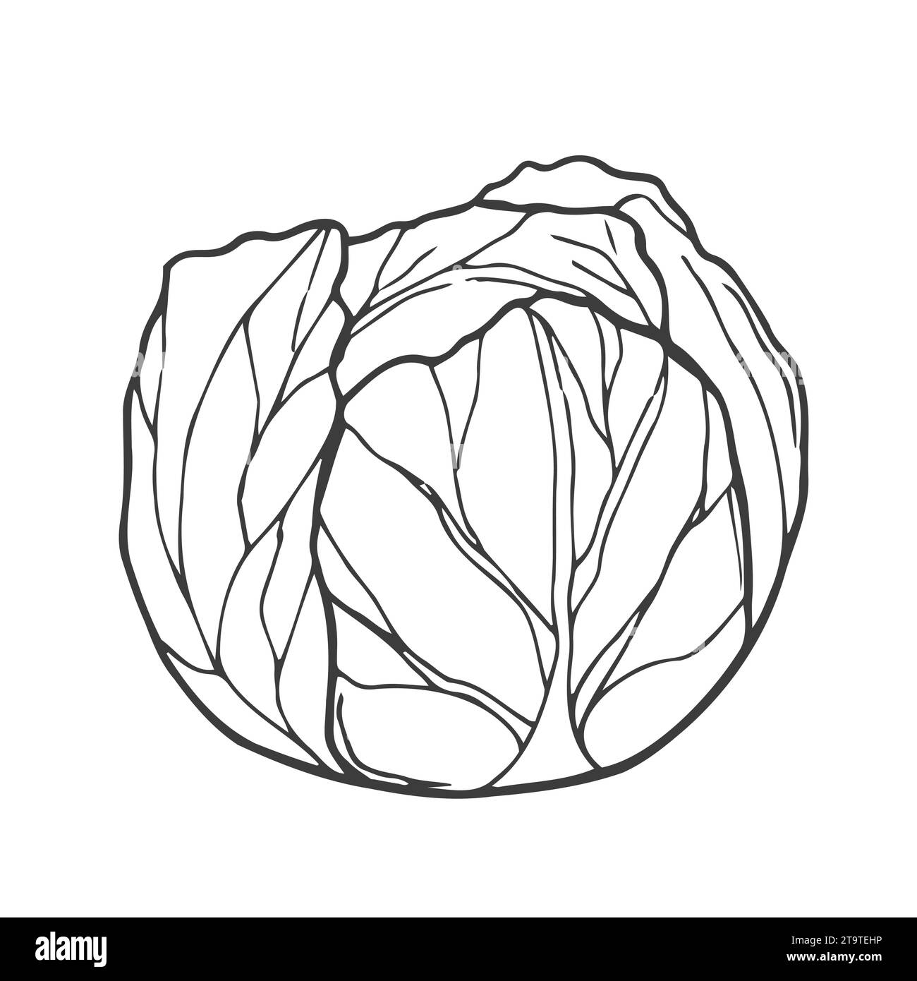 Nahaufnahme des Ikons für frischen Kohl Stock Vektor