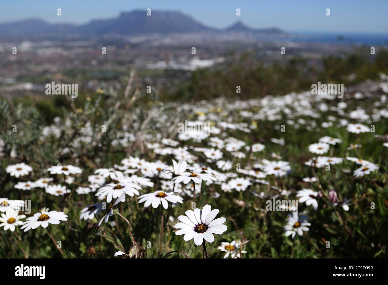 Wilde Blumen blühen auf dem Tygerberg Hill, wo der Tafelberg in der Ferne zu sehen ist Stockfoto