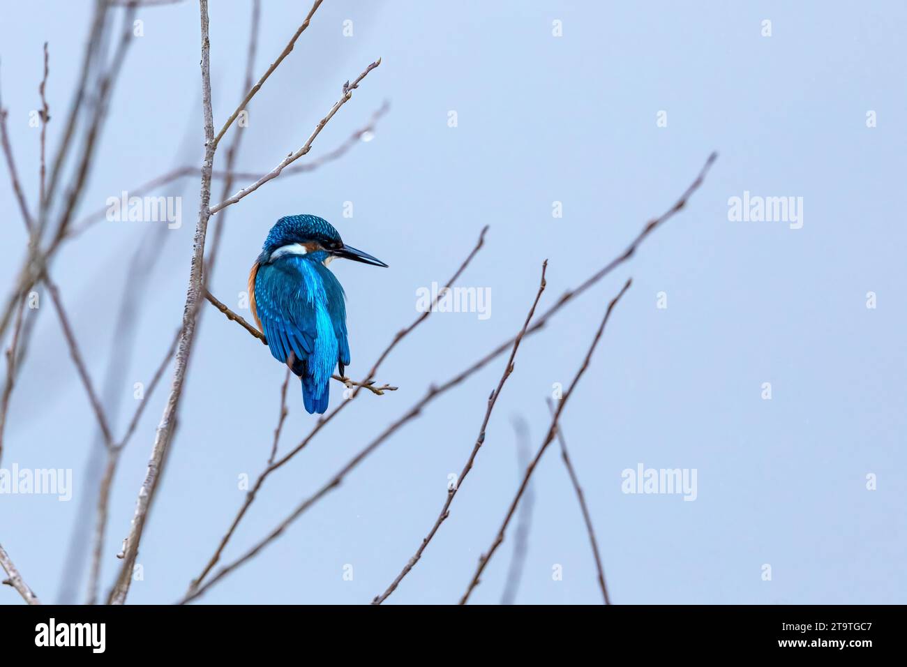 Ein eurasischer Eisvogel in freier Wildbahn Stockfoto