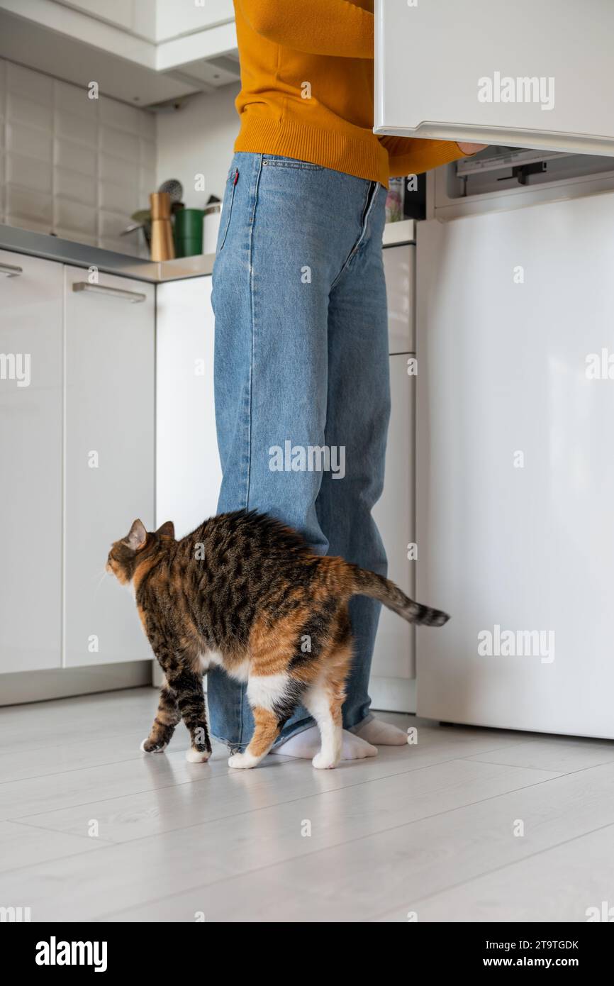 Hungrige flauschige Katze bettelt Futter aus dem Kühlschrank und reibt die Beine der Besitzerin in der Küche zu Hause. Stockfoto