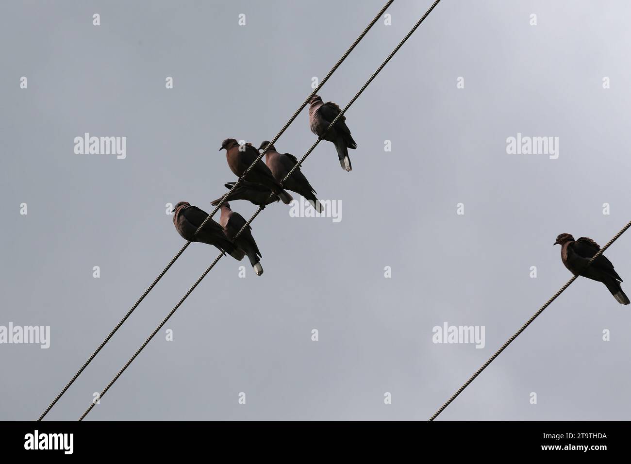 Eine Vogelherde sitzt auf den Freileitungen. Stockfoto