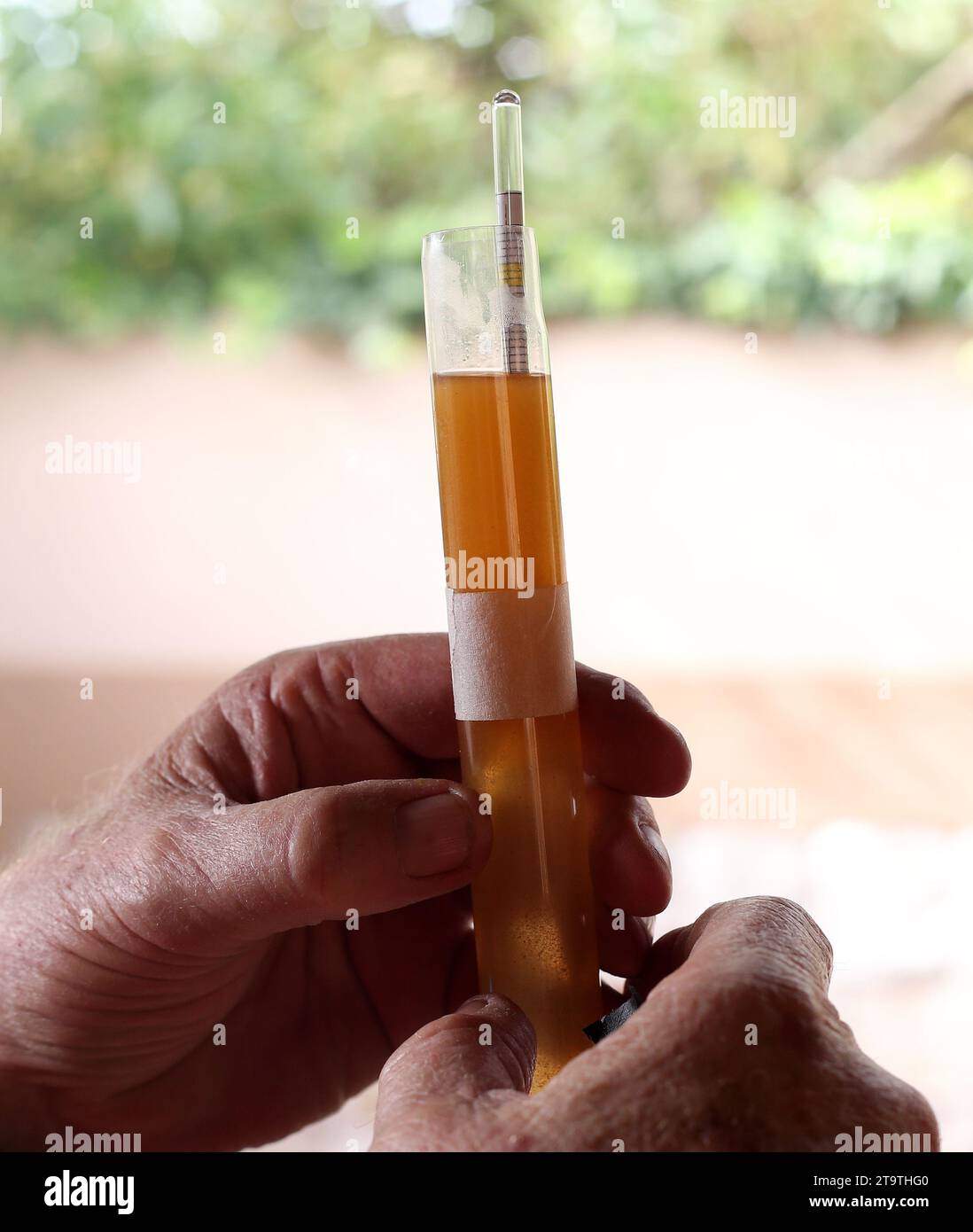 Messung des Alkoholgehalts mit einem Hydrometer in einer Glasröhre Bier. Stockfoto