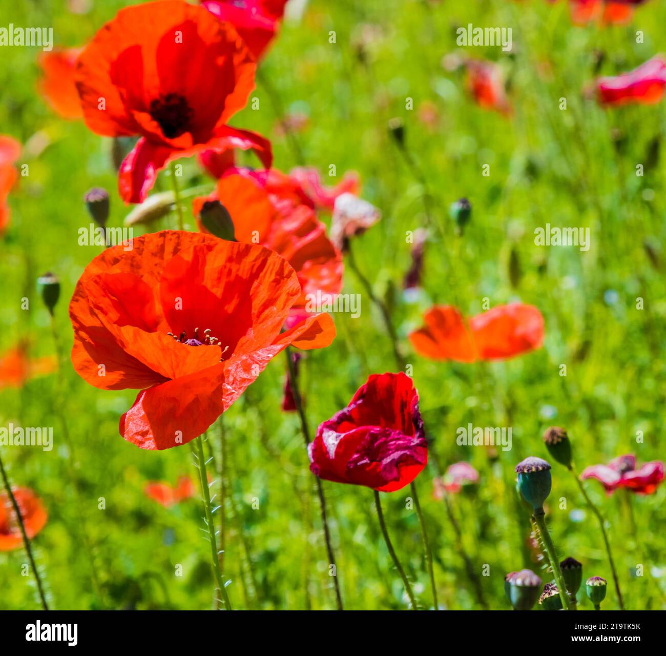 Blume rote Mohnblumen auf grasgrünem Hintergrund Stockfoto