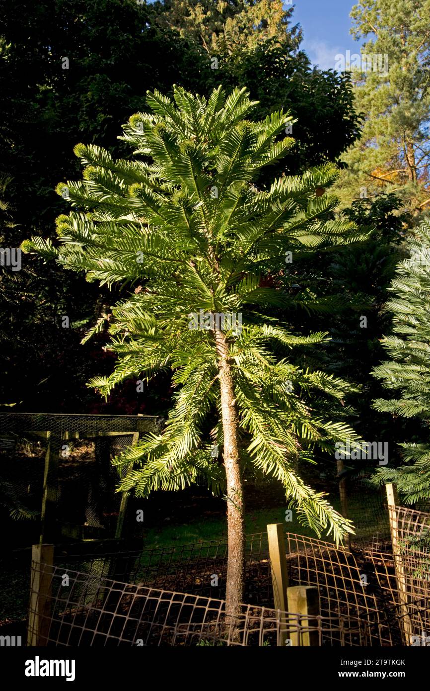 Wollemi Pine Wollemia nobilis ist ein seltener Nadelbaum auf der Roten Liste der IUCN. Sie ist endemisch in Australien und wird oft als lebendes Fossil SE bezeichnet Stockfoto