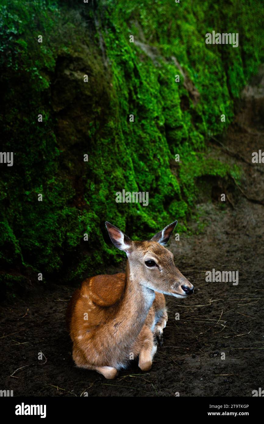 Begeben Sie sich auf eine visuelle Symphonie auf den Azoren: Ein ruhiges Portrait der Unschuld der Natur, während ein Bambi inmitten des grünen Grüns sitzt. Stockfoto