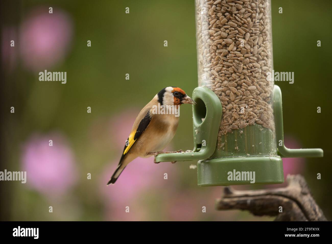 Europäischer Goldfink Carduelis carduelis in der Vogelfutteranlage Cotswolds UK Stockfoto