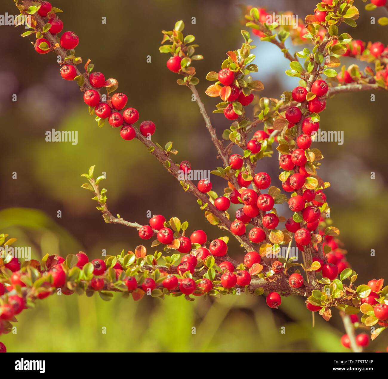 Vintage-Foto von roten Beeren, braunem Zweig mit roten Beeren, Herbstfarbenhintergrund Stockfoto