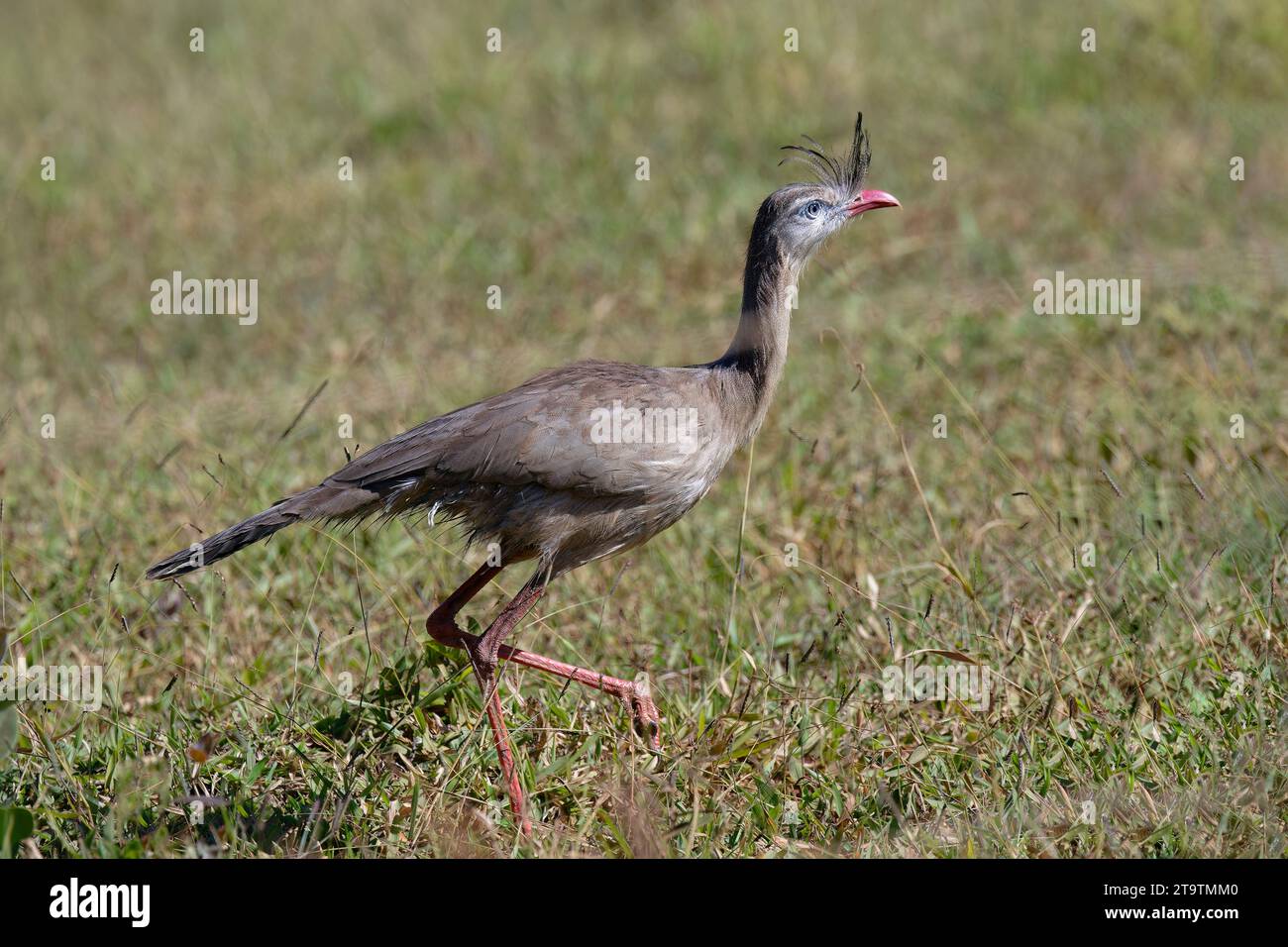 Rotbeinige Seriema oder Crested Seriema (Cariama cristata), die über Gras laufen, Serra da Canastra Nationalpark, Minas Gerais, Brasilien Stockfoto