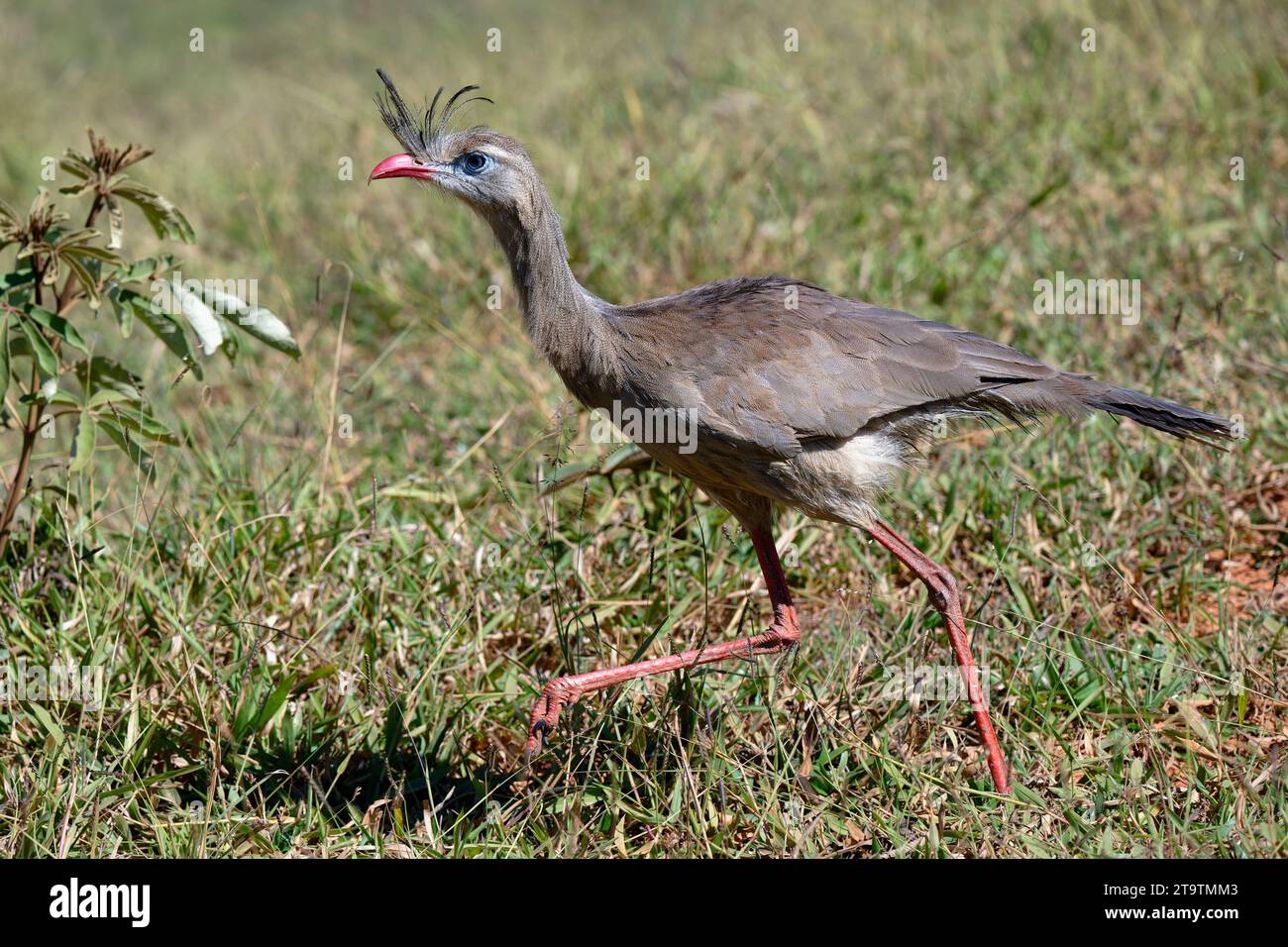 Rotbeinige Seriema oder Crested Seriema (Cariama cristata), die über Gras laufen, Serra da Canastra Nationalpark, Minas Gerais, Brasilien Stockfoto