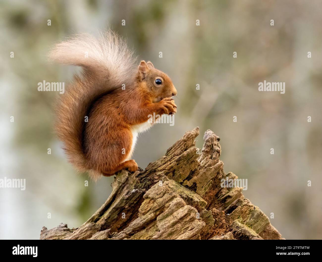 Niedliches, kleines, rotes Eichhörnchen im schottischen Wald auf der Suche nach Nüssen zum Zwischenhalten und Essen Stockfoto