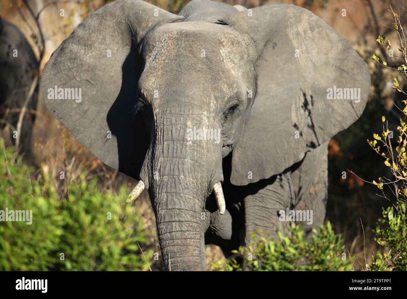 Ein afrikanischer Elefant schlägt sich im Kruger-Nationalpark in Südafrika die Ohren Stockfoto