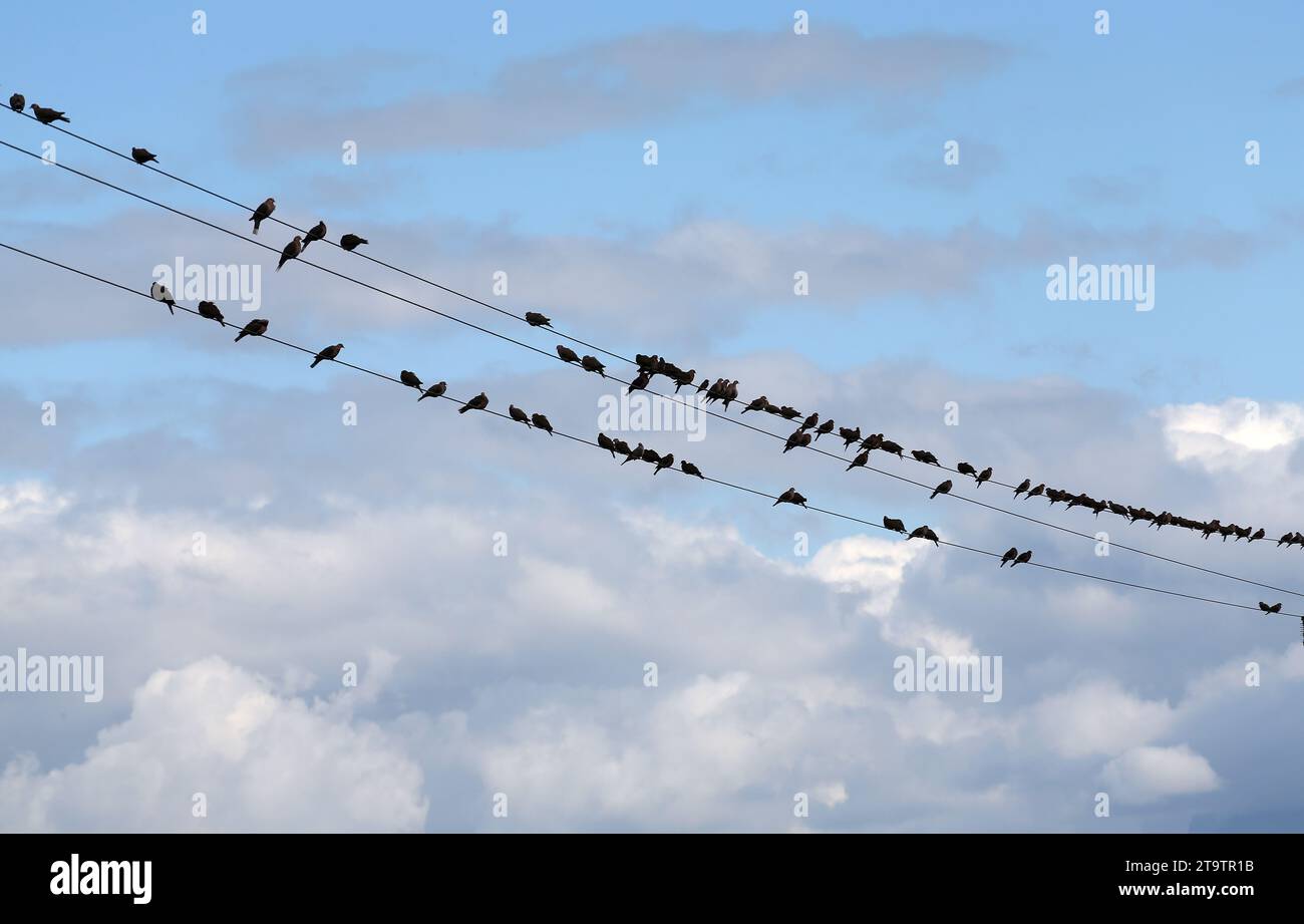 Eine Vogelschar sitzt auf den Stromleitungen. Stockfoto