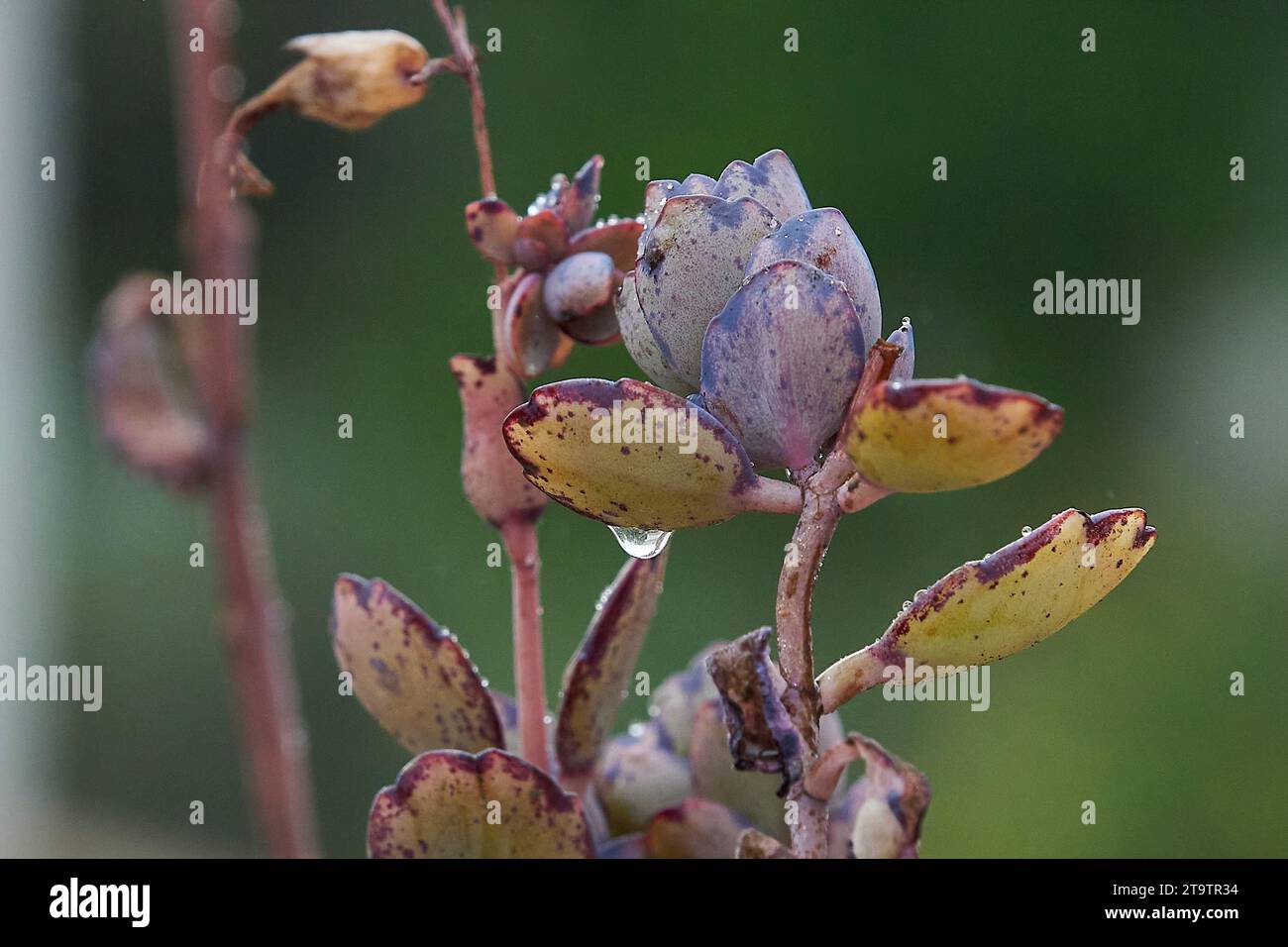 Miniaturkaktus saftige Sorte, in kleinen Töpfen für die Innendekoration Stockfoto