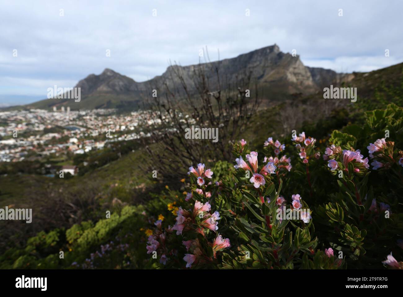 Allgemeine Ansicht der Blumen, die mit dem Tafelberg im Hintergrund in Kapstadt, Südafrika, blühen Stockfoto