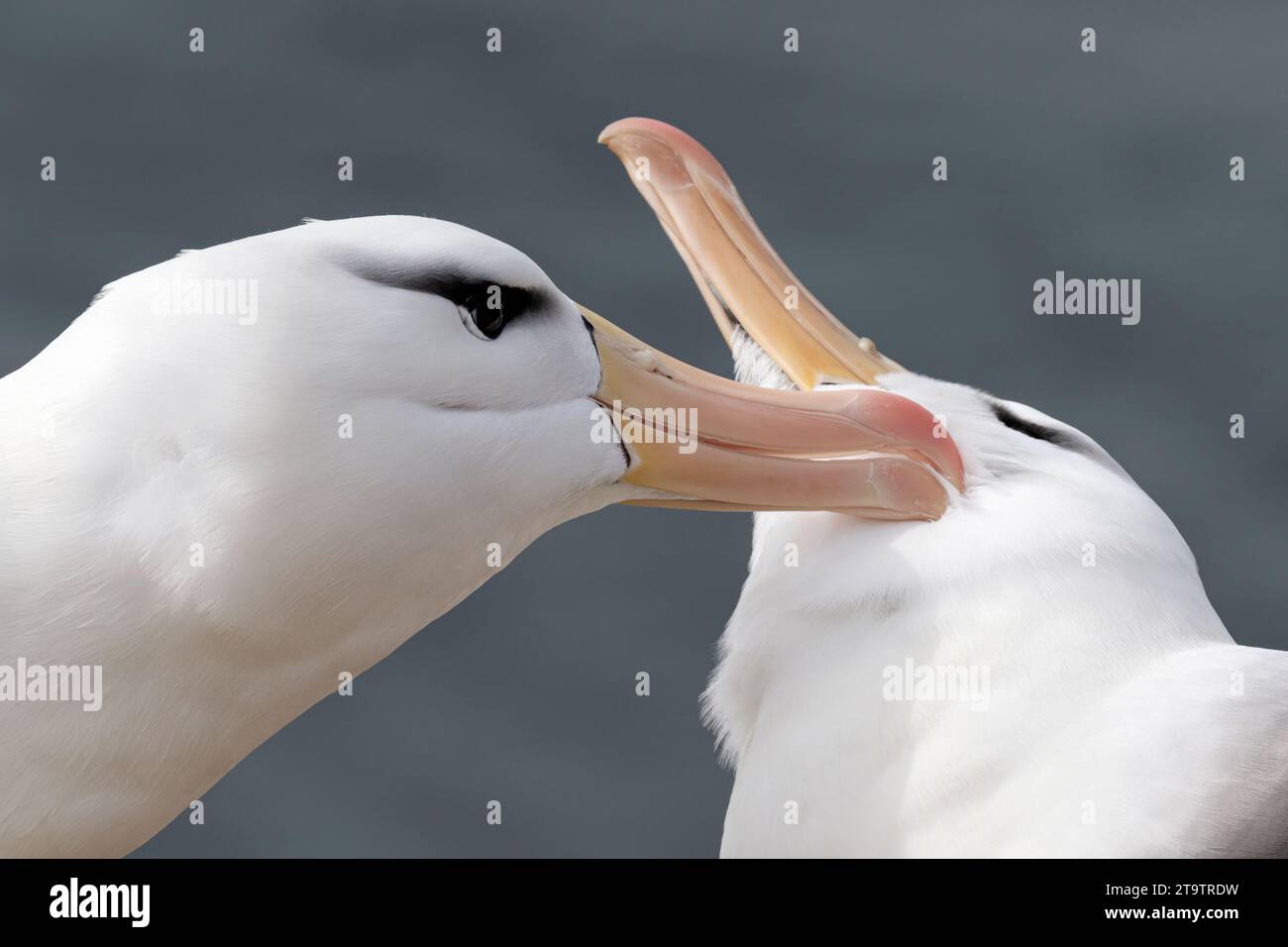 Schwarzbrauen-Albatros, Thalassarche-Melanophyren, Erwachsene Vögel, die sich zeigen und zusammenbinden. Saunders Island, Falklandinseln November Stockfoto