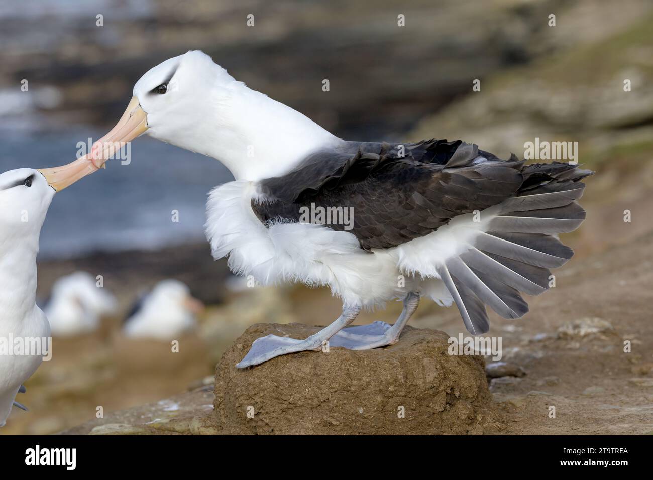 Schwarzbrauen-Albatros, Thalassarche-Melanophyren, Erwachsene Vögel, die sich zeigen und zusammenbinden. Saunders Island, Falklandinseln November Stockfoto