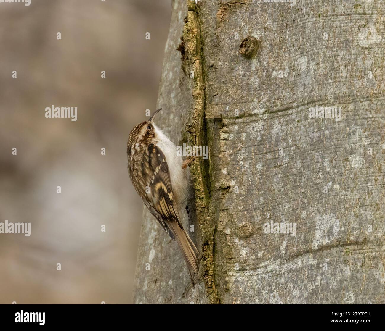 Baumkriecher an der Seite eines Baumstamms im Wald Stockfoto