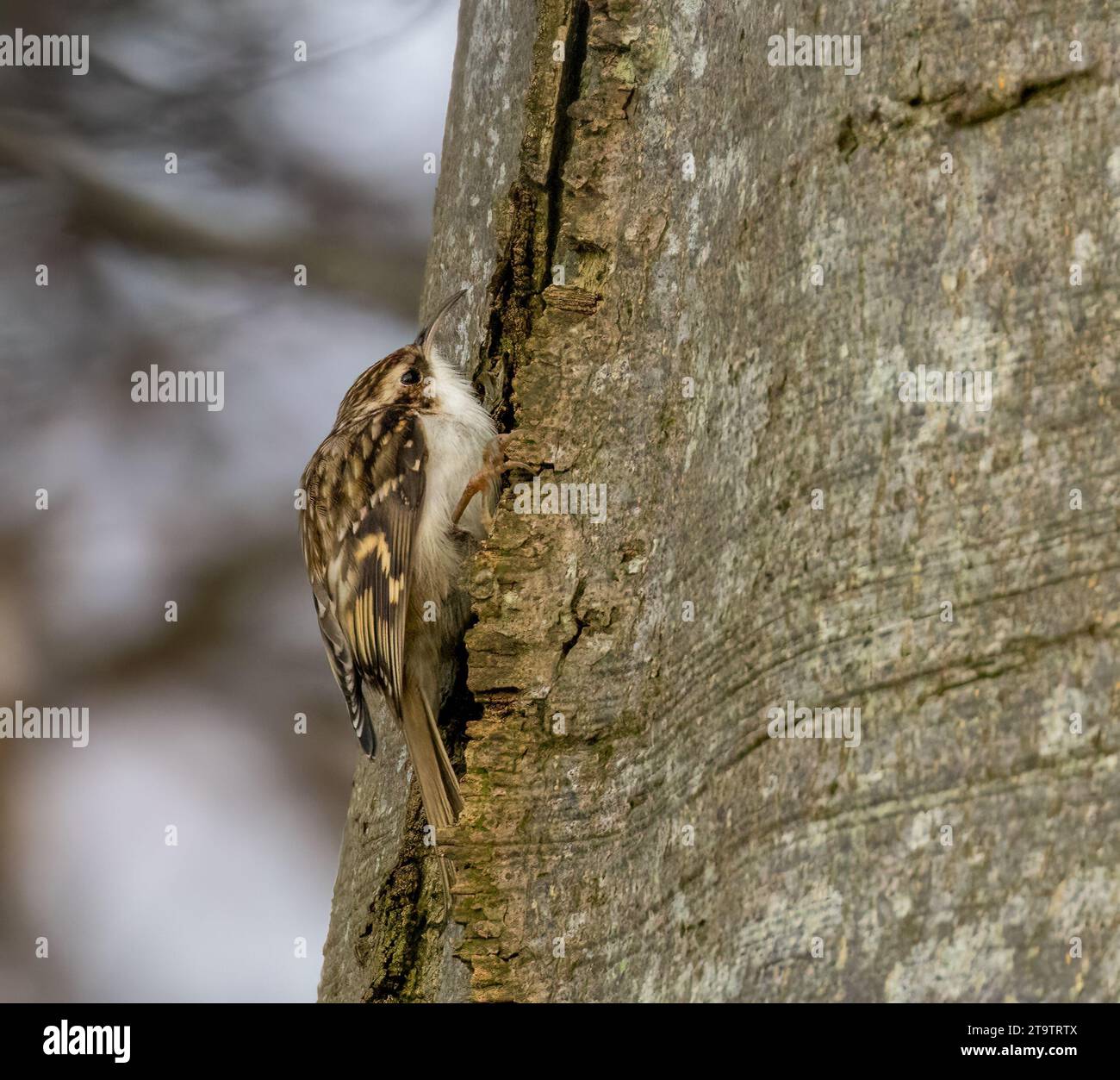 Baumkriecher an der Seite eines Baumstamms im Wald Stockfoto