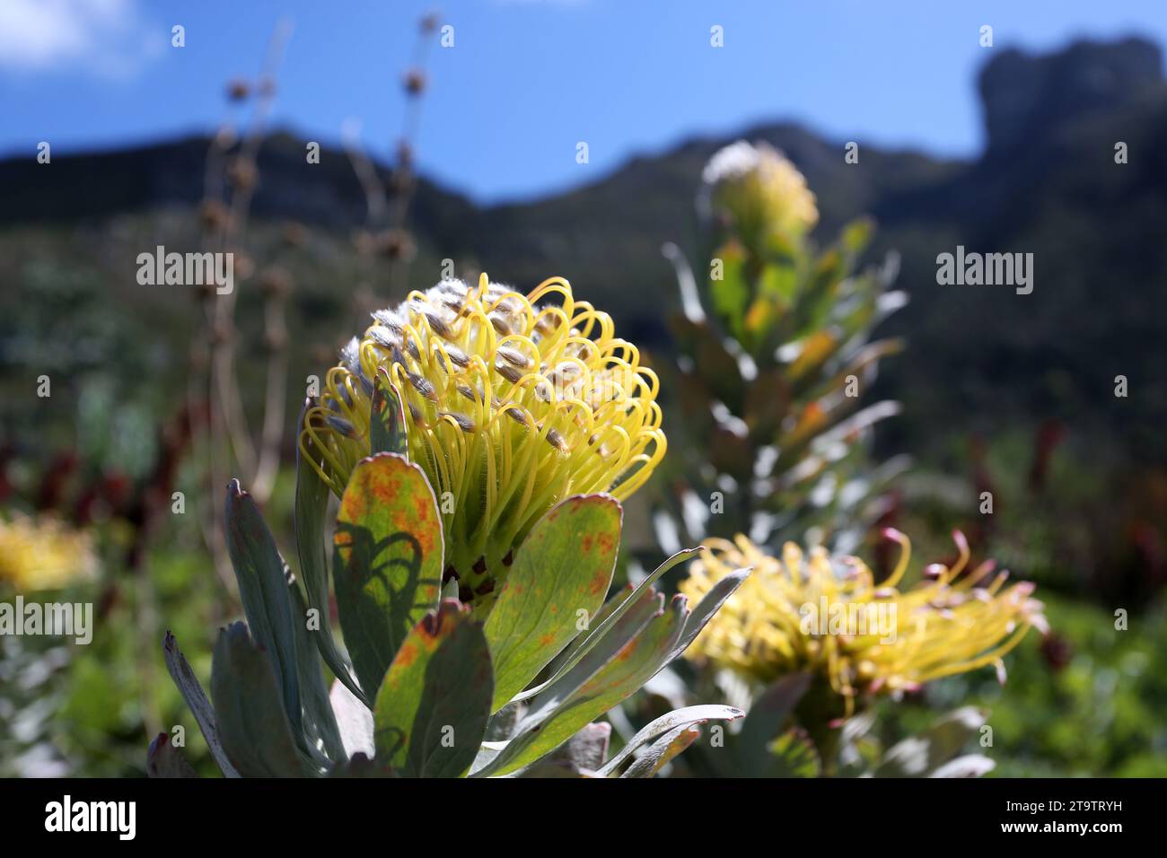 Eine Nahaufnahme eines Pincuspid Protea (Protea Leucospermum cordifolium), der in den Kirstenbosch Gardens in Kapstadt, Südafrika, blüht Stockfoto
