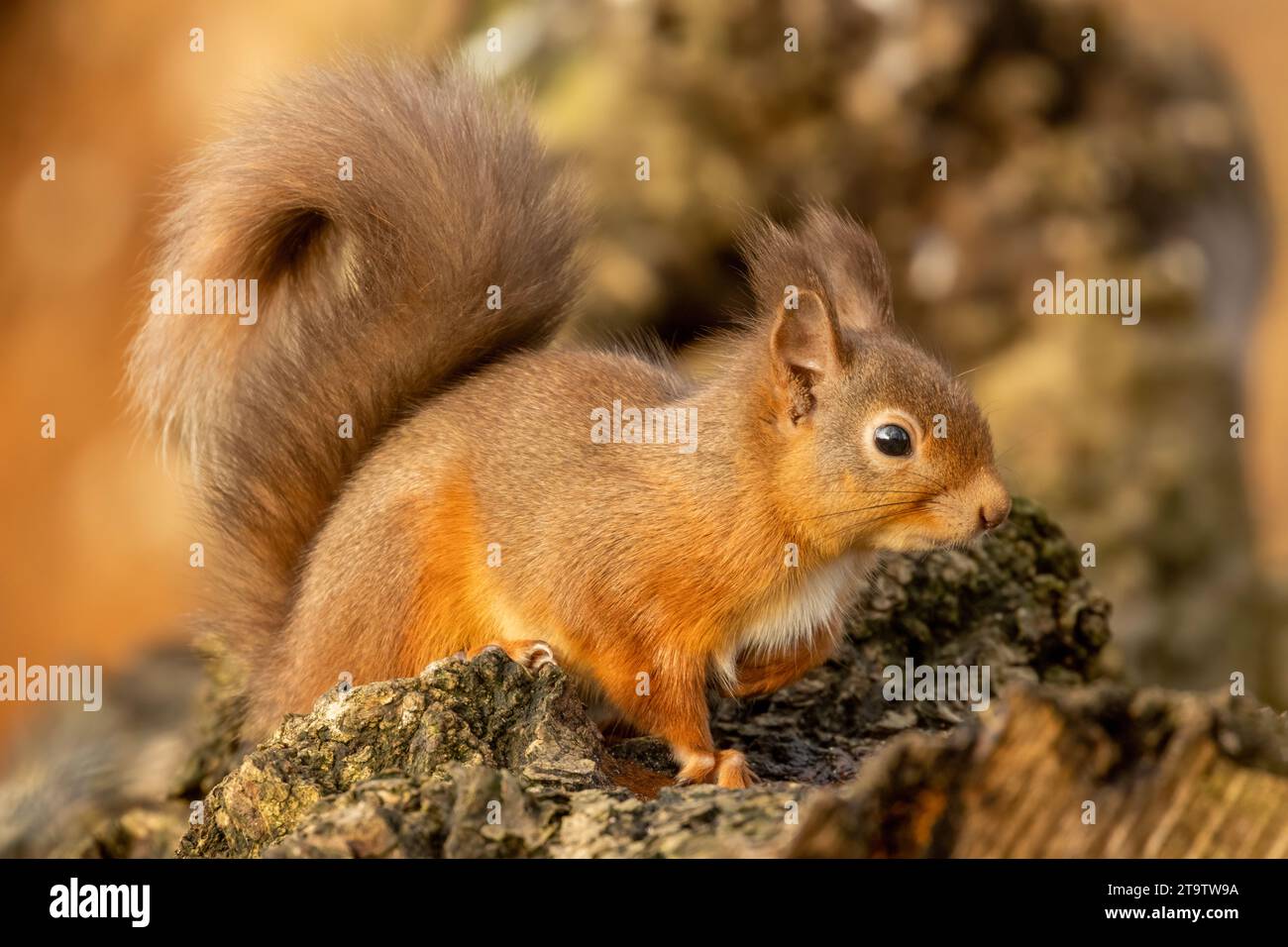 Niedliches, kleines, rotes Eichhörnchen im schottischen Wald auf der Suche nach Nüssen zum Zwischenhalten und Essen Stockfoto