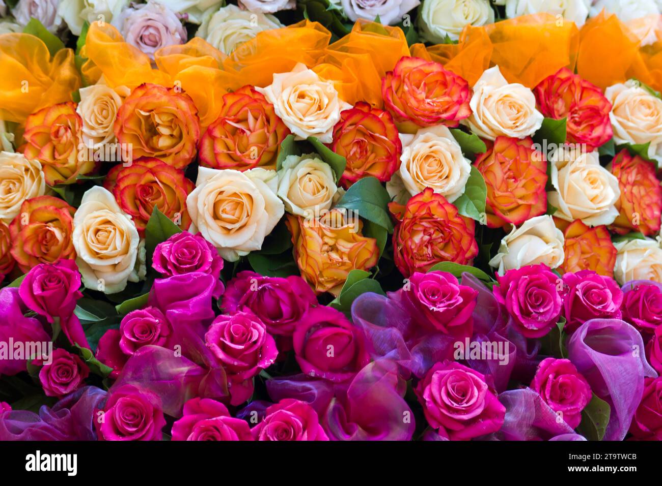 rosen Hintergrund - bunte Rosen Stockfoto