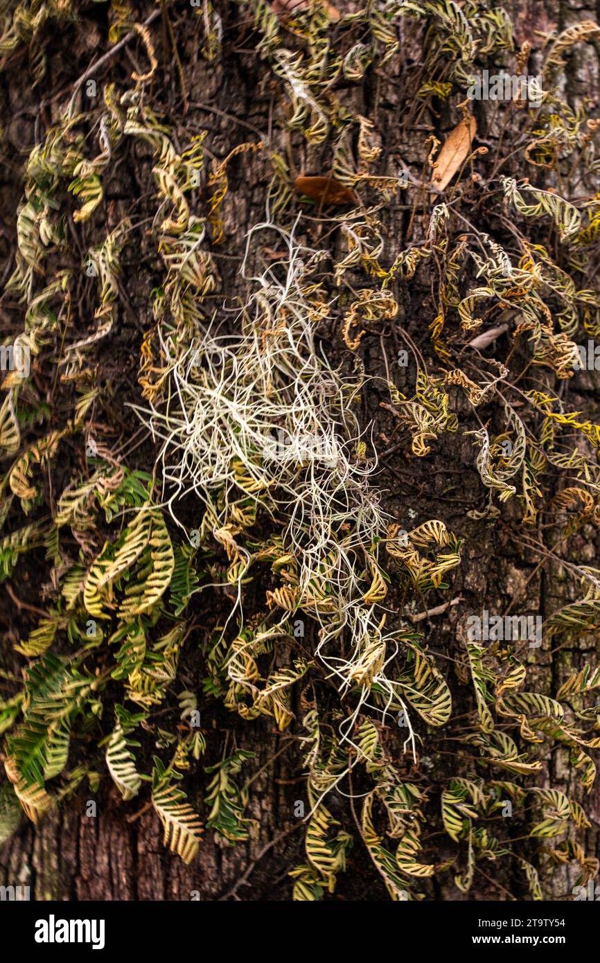 Spanisches Moos wächst auf einem Baum in Savannah Virginia Stockfoto