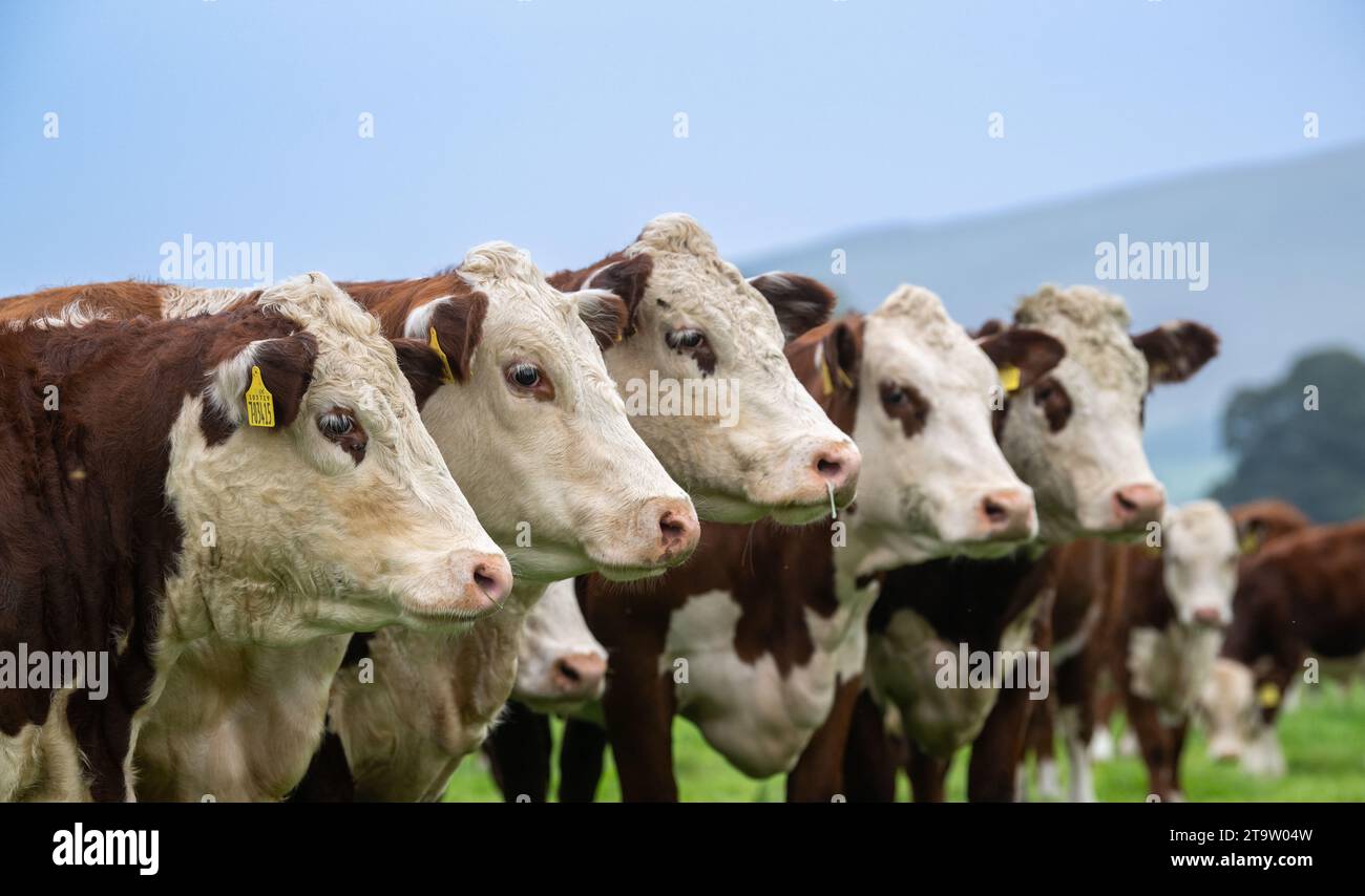 Herde von Hereford-Rindern, mit ihren charakteristischen weißen Gesichtern, aufgereiht auf einem Feld. Cumbria, Großbritannien. Stockfoto